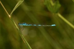 (2) Ein besonderer Fund: ein Männchen der GABEL-AZURJUNGFER (COENAGRION SCITULUM)