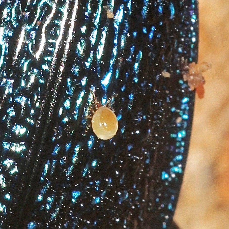 (2) Ein Blauvioletter Laufkäfer (Carabus intricatus)