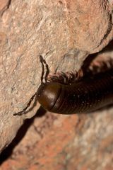 (2) Ein Doppelfüßer (Klasse Diplopoda) aus dem Krügerpark in Südafrika