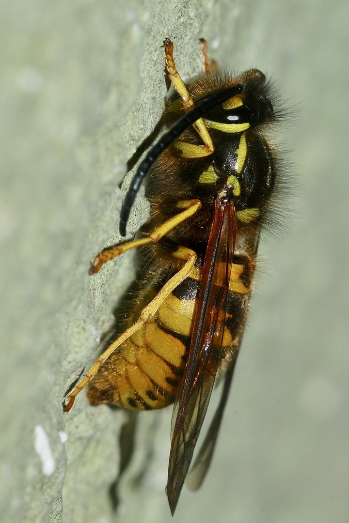 (2) Ein Drohn (Männchen) der Deutschen Wespe (Paravespula germanica)