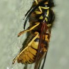 (2) Ein Drohn (Männchen) der Deutschen Wespe (Paravespula germanica)