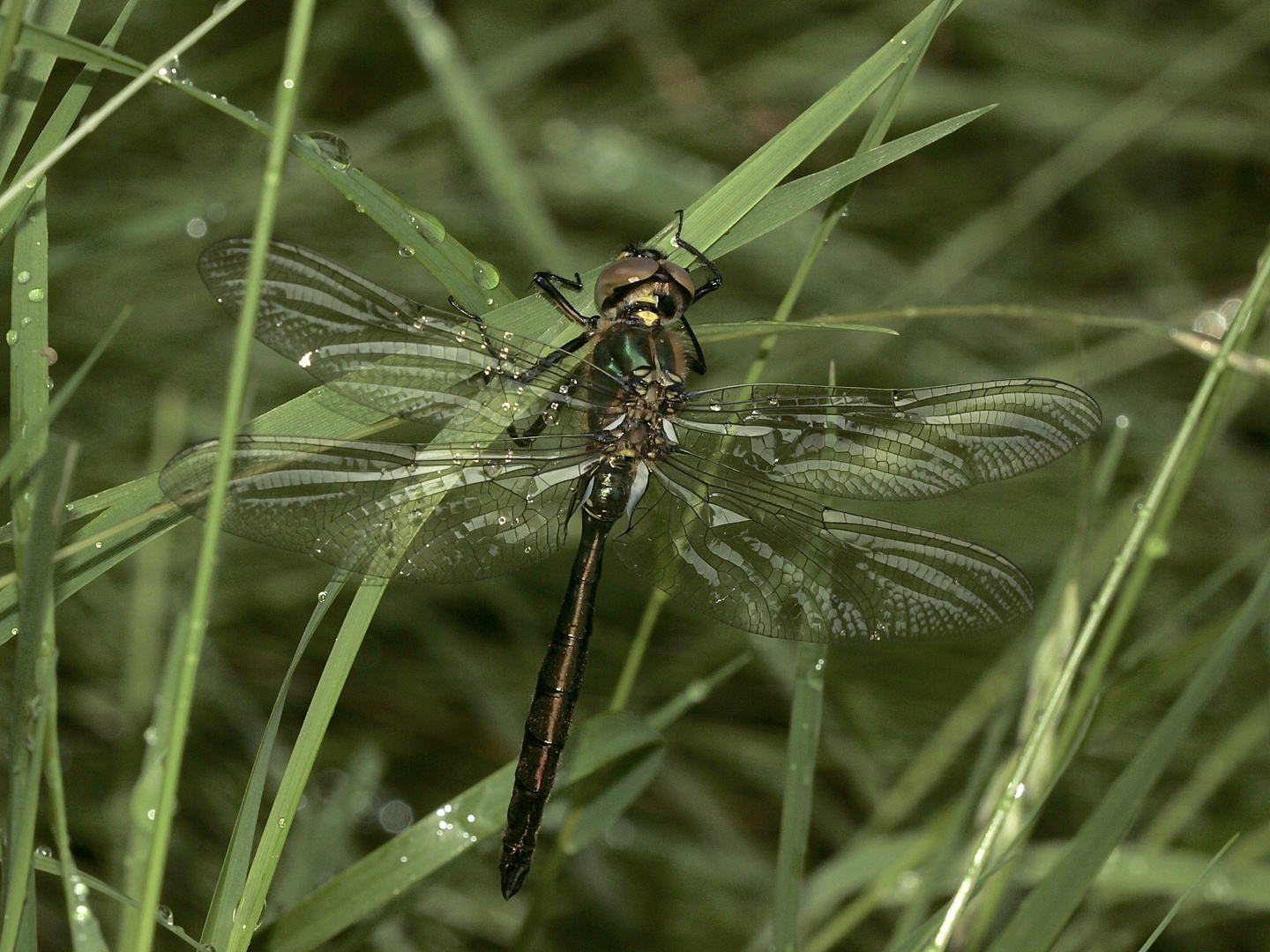 (2) Ein frisch geschlüpftes Männchen der Glänzenden Smaragdlibelle (Somatochlora metallica)