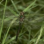 (2) Ein frisch geschlüpftes Männchen der Glänzenden Smaragdlibelle (Somatochlora metallica)