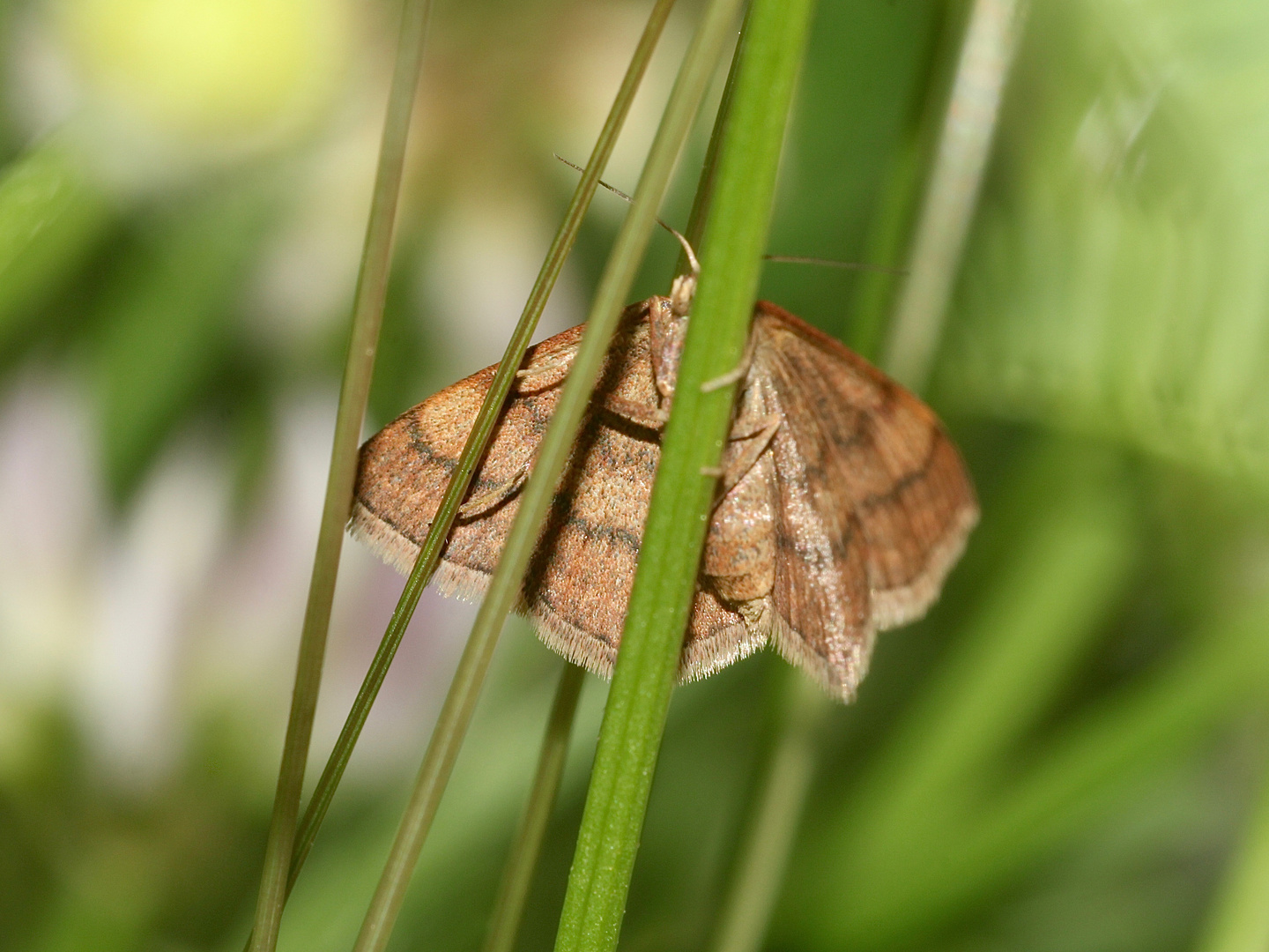 (2) Ein hübscher Kerl: Der Violettrote Kleinspanner (Scopula rubiginata)