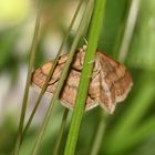 (2) Ein hübscher Kerl: Der Violettrote Kleinspanner (Scopula rubiginata)