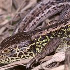 (2) Ein junges Männchen der Zauneidechse (Lacerta agilis) mit Zeckenbefall