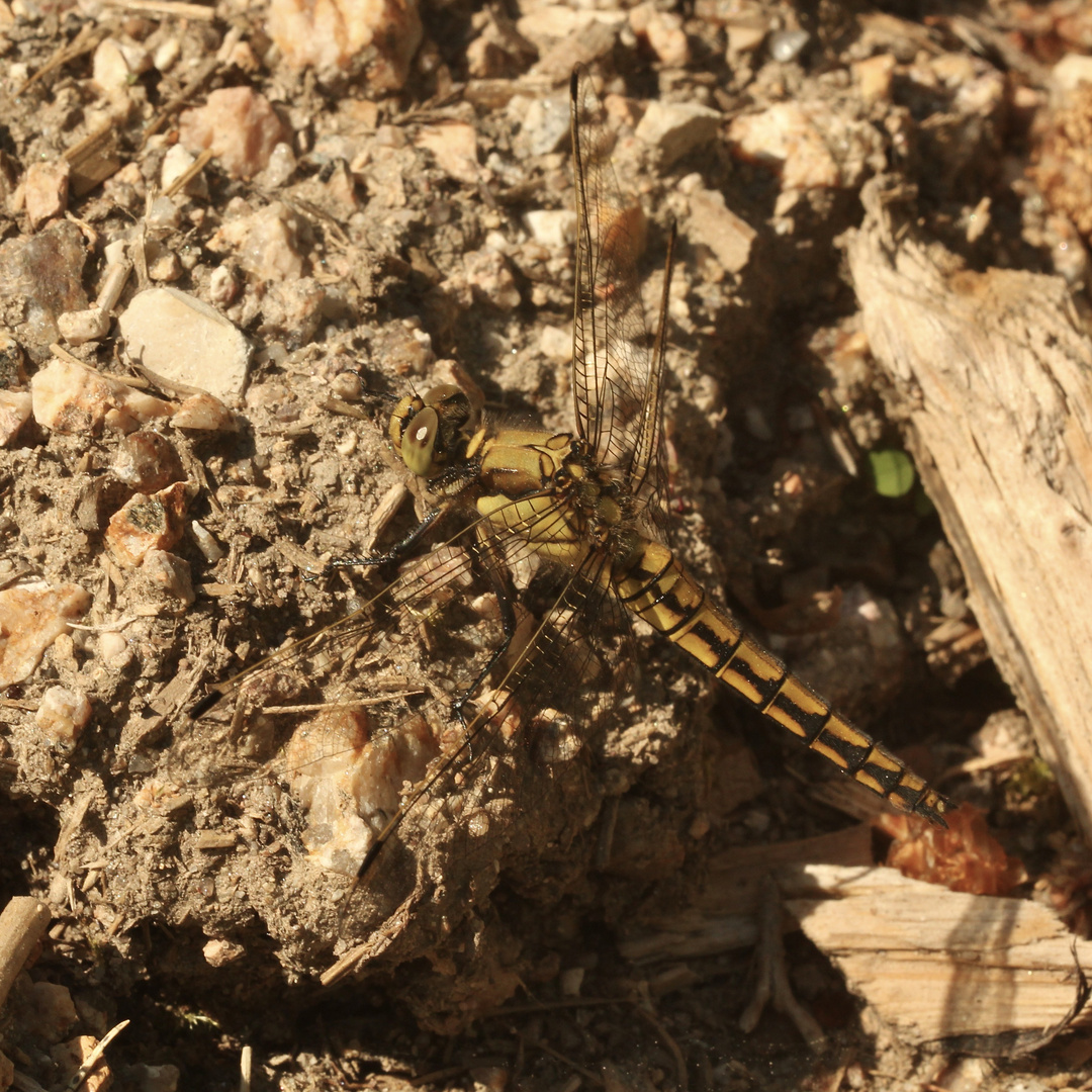 (2) Ein junges Weibchen des Großen Blaupfeils (Orthetrum cancellatum) 