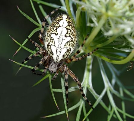 2. Ein kleiner Räuber bei seinem gut verborgenen Raumnetz ...