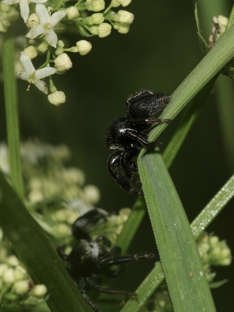 (2) Ein Kommentkampf zwischen zwei Männchen der Schwarzen Springspinne