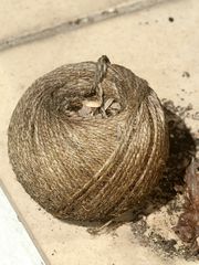 (2) Ein Nest der Großen Wollbiene (Anthidium manicatum)