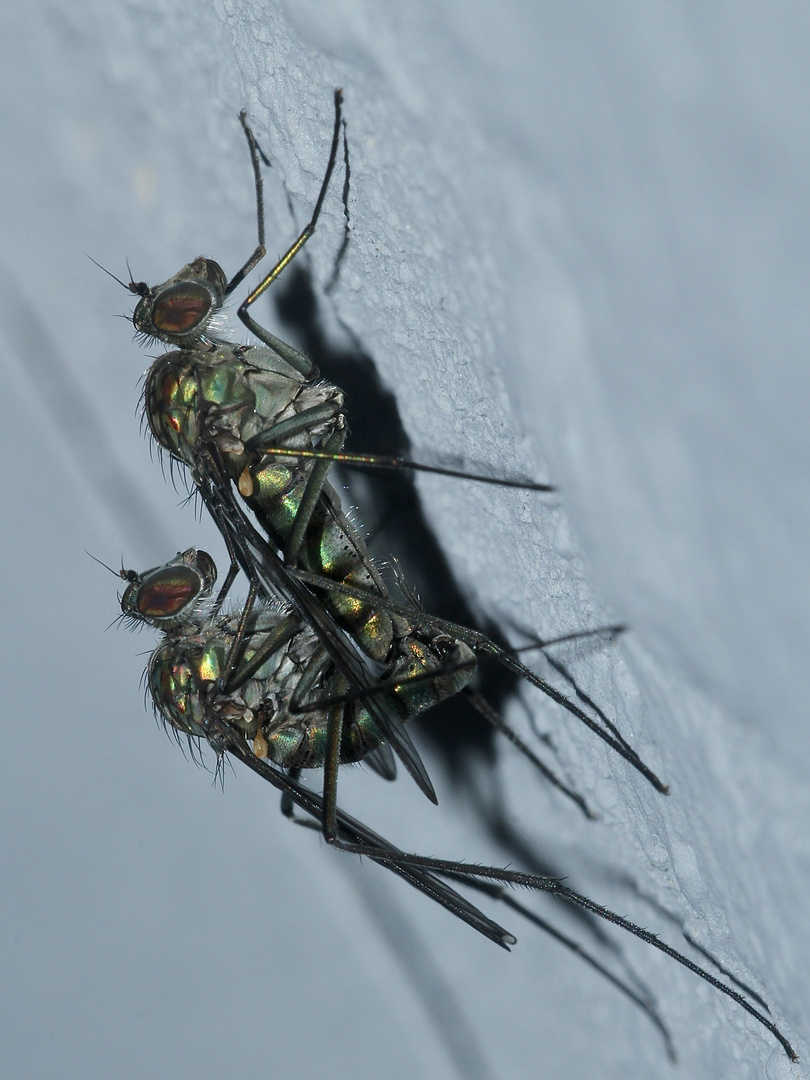 (2) Ein Pärchen aus der Familie der Langbeinfliegen (Dolichopodidae), ...