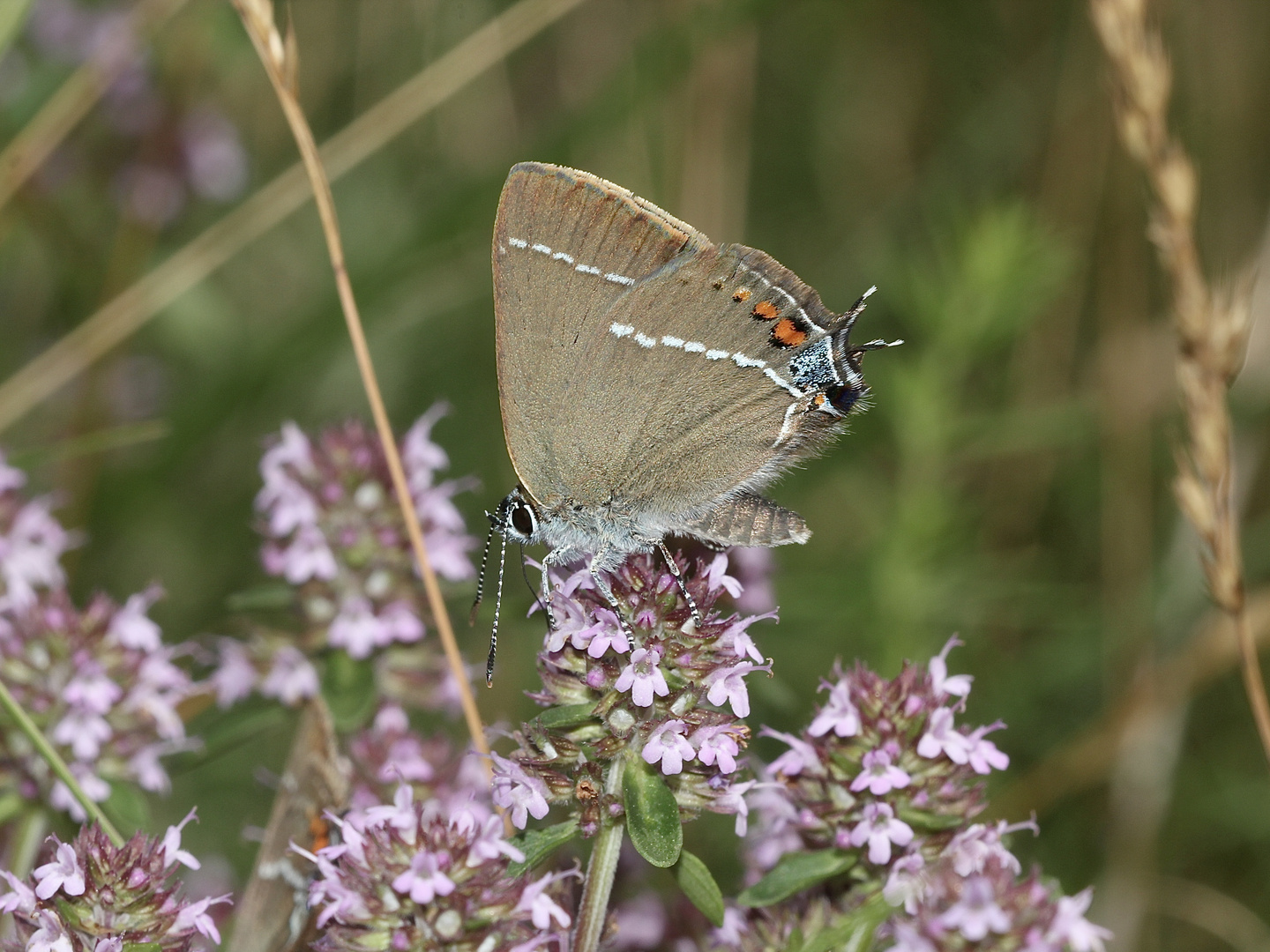 (2) Ein Pärchen des Kreuzdorn-Zipfelfalters (Satyrium = Thekla) spini 