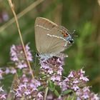 (2) Ein Pärchen des Kreuzdorn-Zipfelfalters (Satyrium = Thekla) spini 