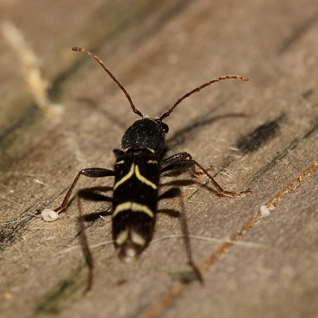 (2) Ein Plädoyer für den Naturschutz: Der Schmalfühlerige Widderbock (Clytus lama) ...