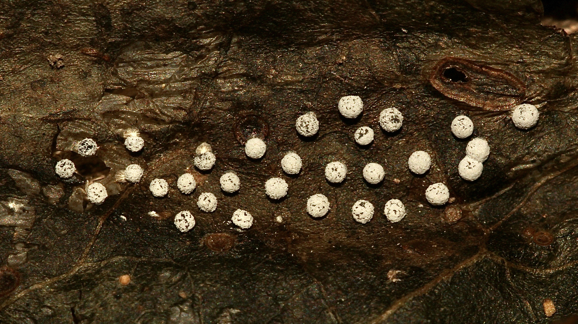 (2) Ein Schleim"pilz" auf alten und frischen Efeublättern: DIDYMIUM SQUAMULOSUM