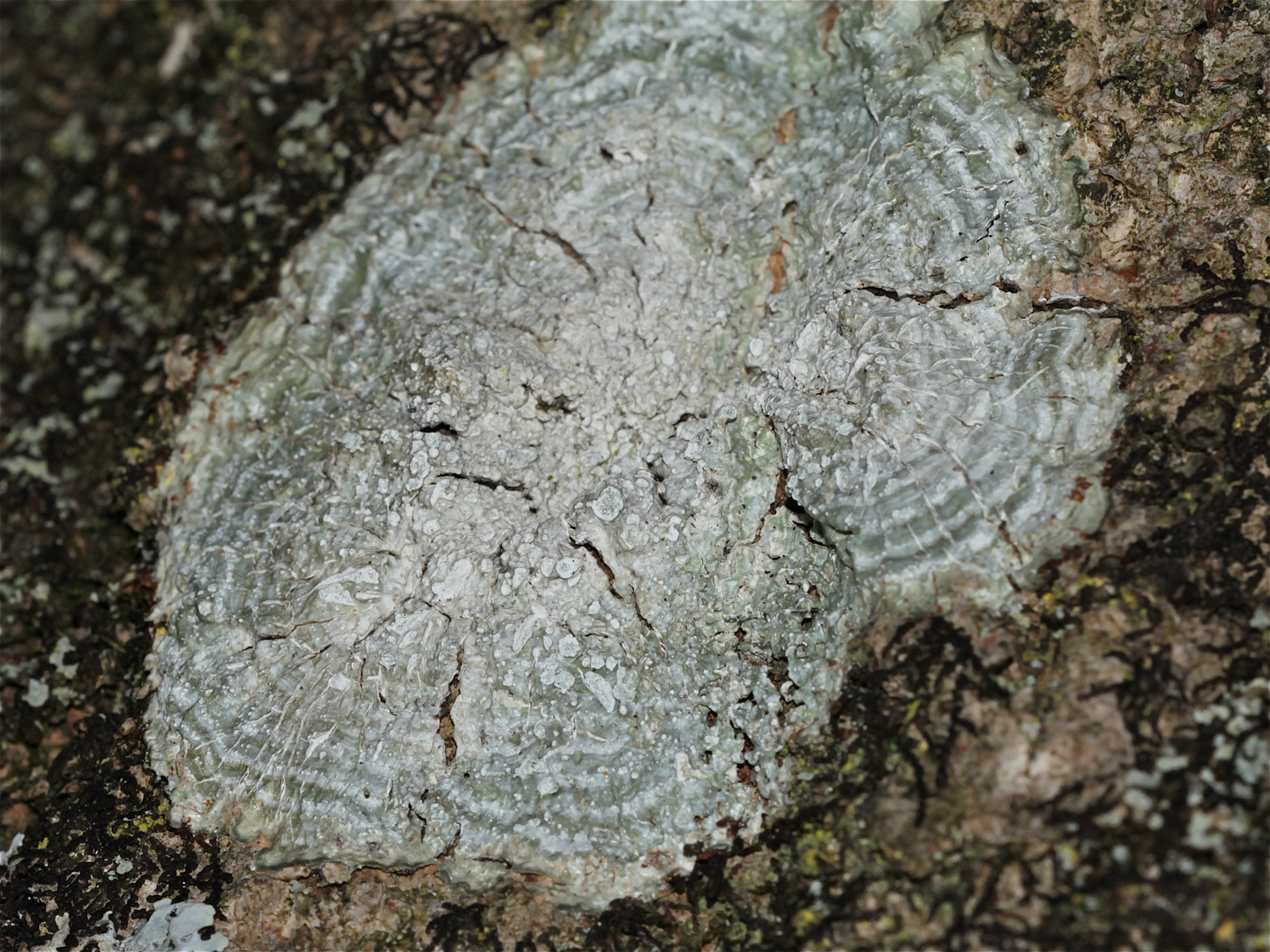 (2) Ein schöner "Satellit" der riesigen Zonierten Porenflechte (Pertusaria albescens)