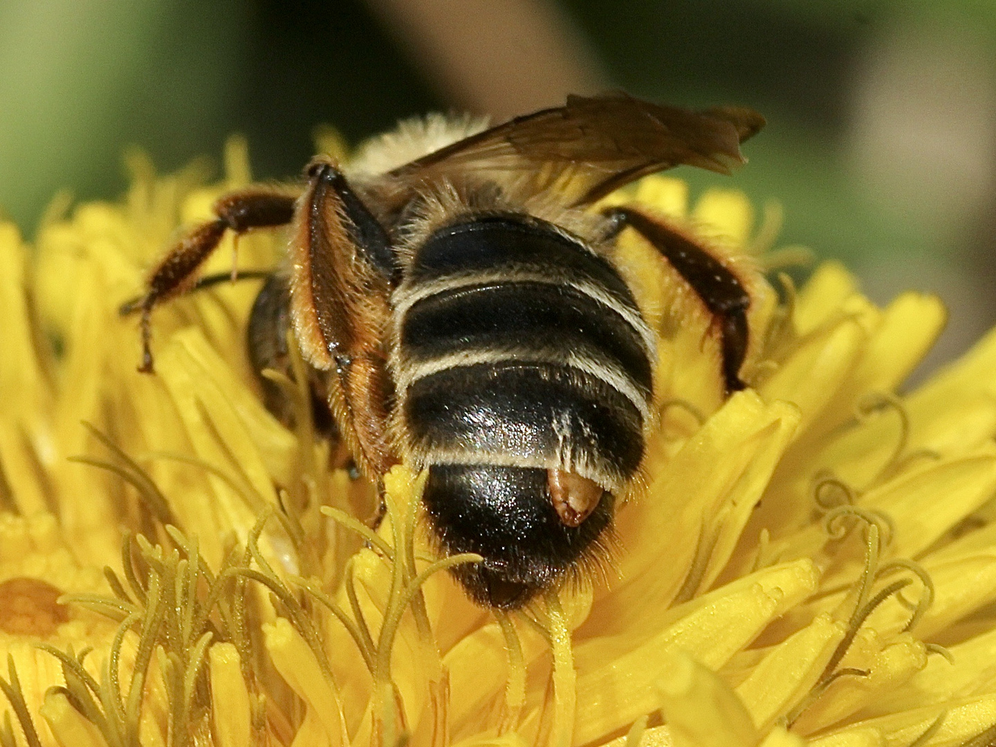 (2) Ein "stylopisiertes" Andrena flavipes-Weibchen