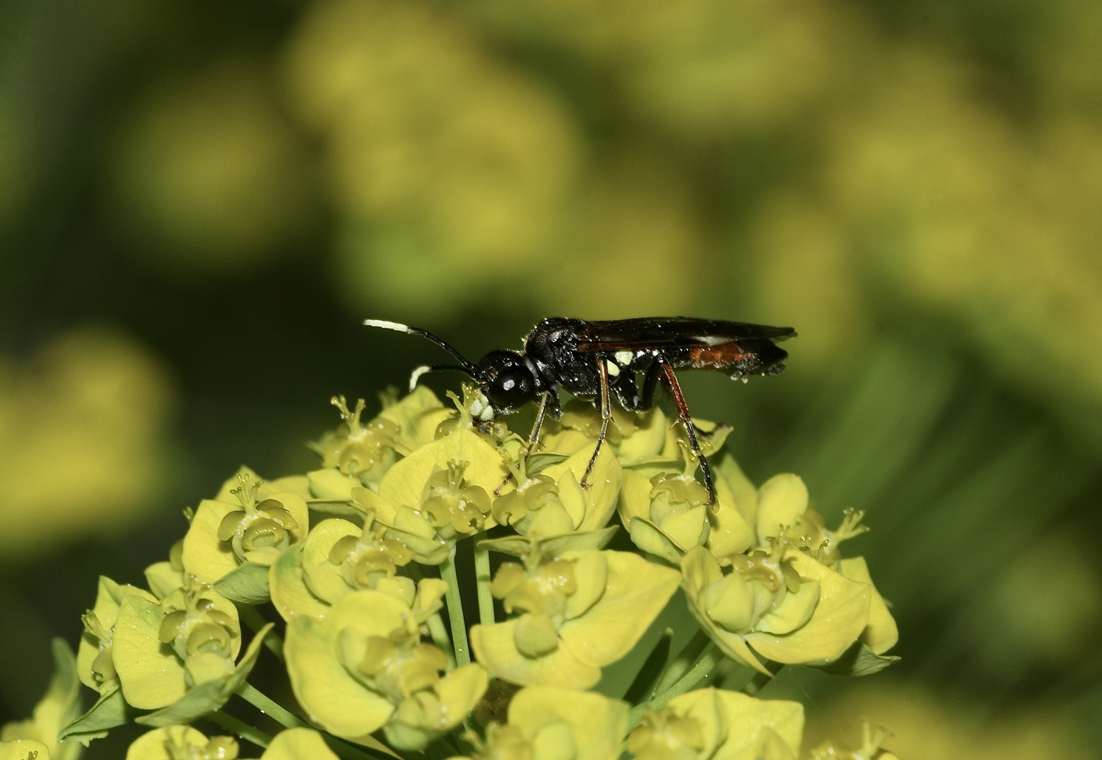 (2) Ein Weibchen der Blattwespe Tenthredo ferruginea (Symphyta, Fam. Tenthredinidae)