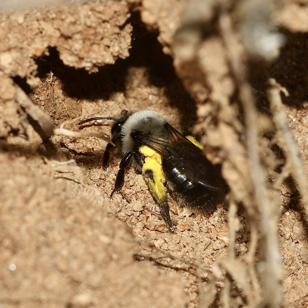 (2) Ein Weibchen der Weiden- = Vagabundierenden Sandbiene