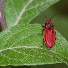 (2) Ein Weibchen des Schnellkäfers ANOSTIRUS PURPUREUS - ...