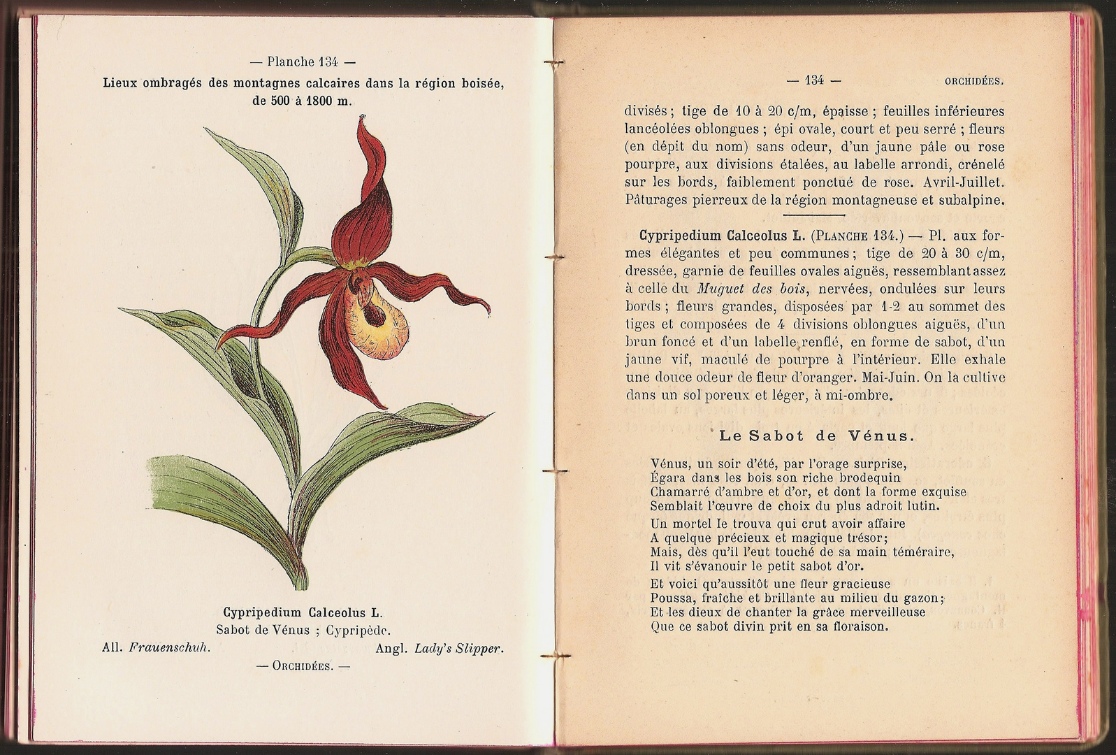 (2) Eine Doppelseite aus dem Taschenführer für Alpenpflanzen von H. Correvon, 1898