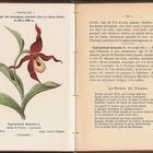 (2) Eine Doppelseite aus dem Taschenführer für Alpenpflanzen von H. Correvon, 1898