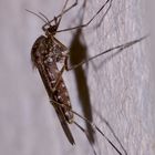 (2) Eine große weibliche Ringelmücke - Culiseta annulata