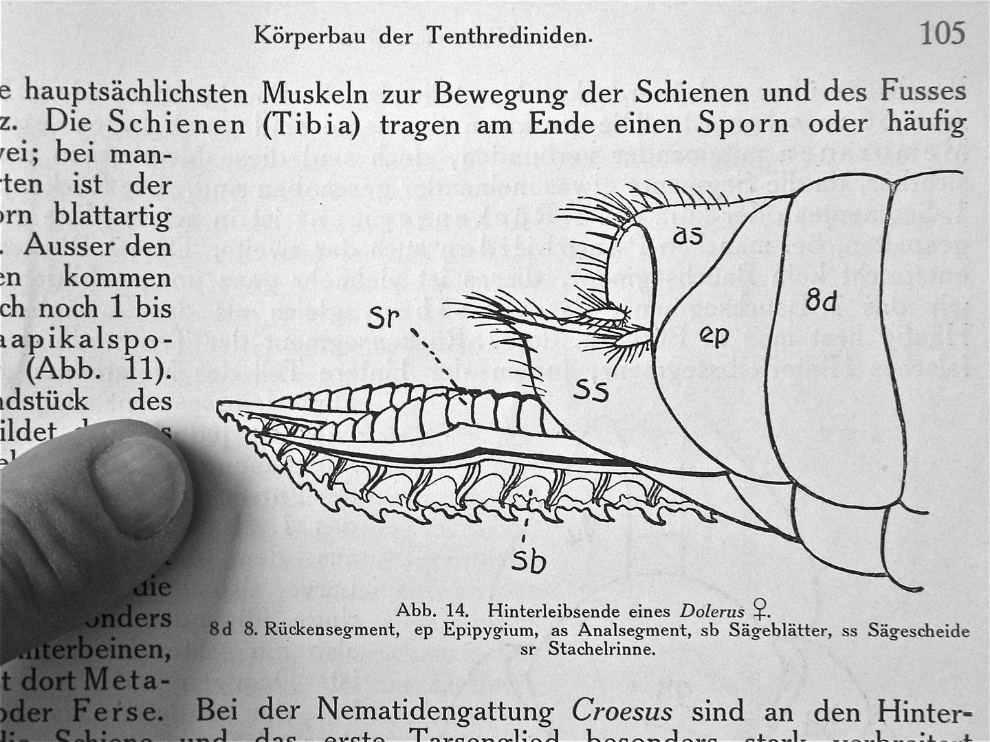 (2) Eine kleine Sensation: Die Eiablage einer Blattwespe (Tenthredo sp.)