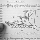 (2) Eine kleine Sensation: Die Eiablage einer Blattwespe (Tenthredo sp.)