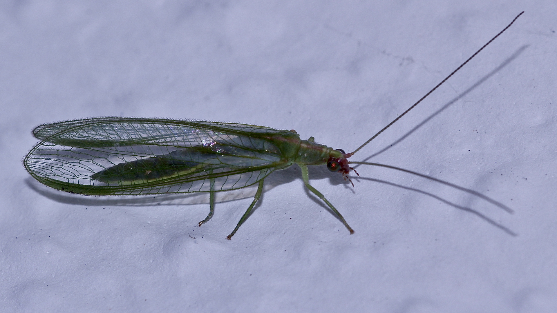 (2) Eine kleinere, seltenere Art der Florfliegen: PEYERIMHOFFINA GRACILIS