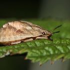 (2) Eine Larve der Gemeinen Getreidewanze oder Gras-Schildwanze ...