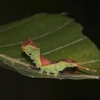 2 - Eine Raupe des Buchen-Gabelschwanzes (Furcula furcula)