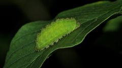 (2) Eine Raupe des Faulbaum-Bläulings (Celastrina argiolus) ...