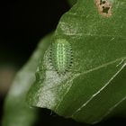 (2) Eine Raupe des Großen Schneckenspinners (Apoda limacodes)