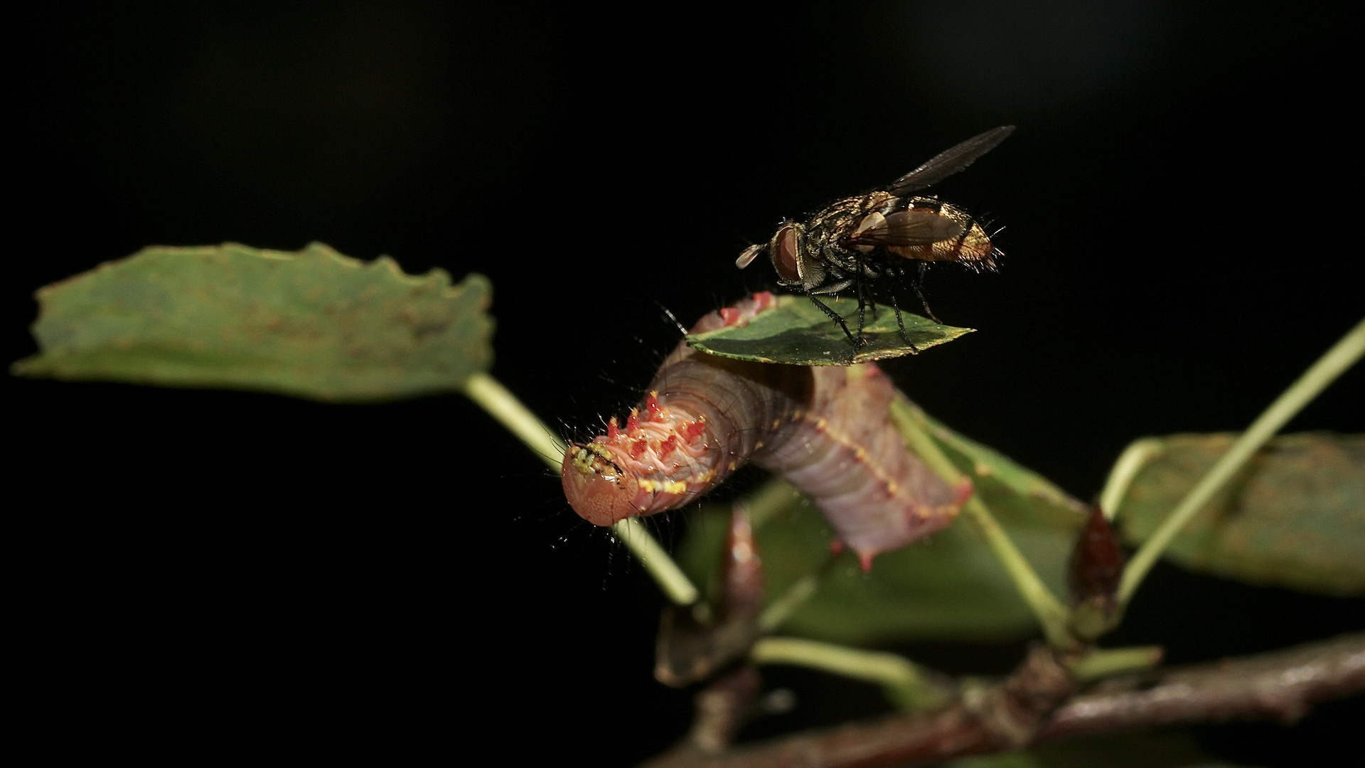 (2) Eine Raupe des Kamelzahnspinners (Ptilodon capucina) ...