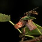 (2) Eine Raupe des Kamelzahnspinners (Ptilodon capucina) ...