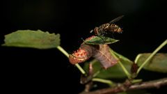 (2) Eine Raupe des Kamelzahnspinners (Ptilodon capucina) ...