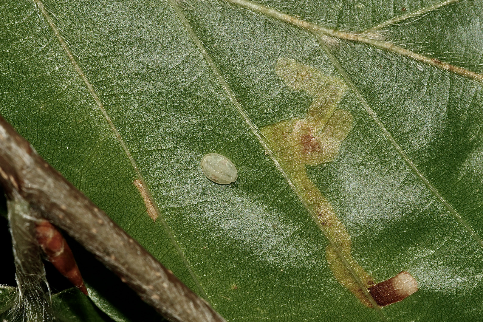 (2) Eine Raupe des Kleinen Schneckenspinners (Heterogenea asella)