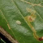 (2) Eine Raupe des Kleinen Schneckenspinners (Heterogenea asella)