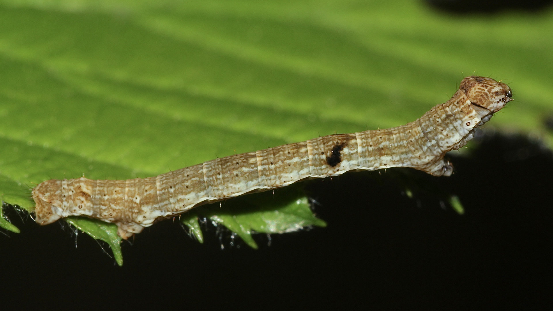 (2) Eine Raupe des Zackenbindigen Rindenspanners (Ectropis crepuscularia)