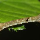 (2) Eine Raupe des Zackenbindigen Rindenspanners (Ectropis crepuscularia)