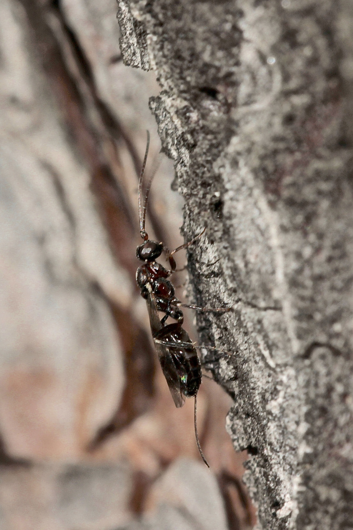 (2) Eine Schlupfwespe der Familie Ichneumonidae - Unterfamilie Cryptinae