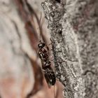 (2) Eine Schlupfwespe der Familie Ichneumonidae - Unterfamilie Cryptinae