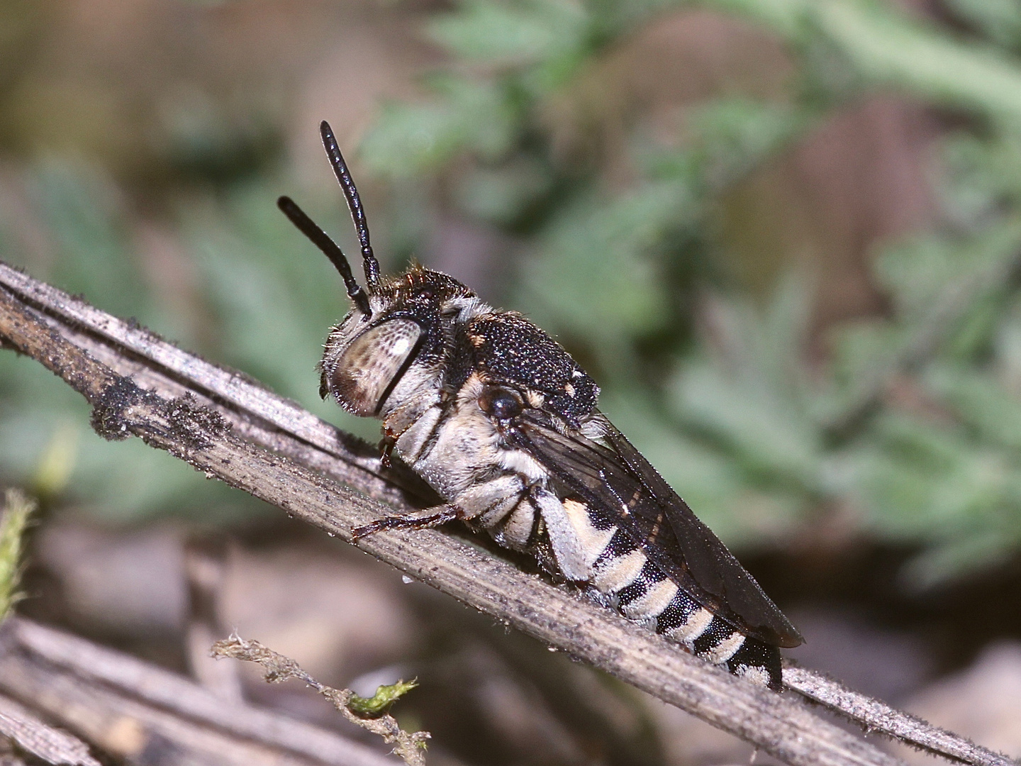 (2) Eine sehr seltene Kegelbiene - Coelioxys afra (ca. 8 mm)