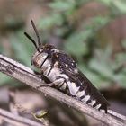 (2) Eine sehr seltene Kegelbiene - Coelioxys afra (ca. 8 mm)