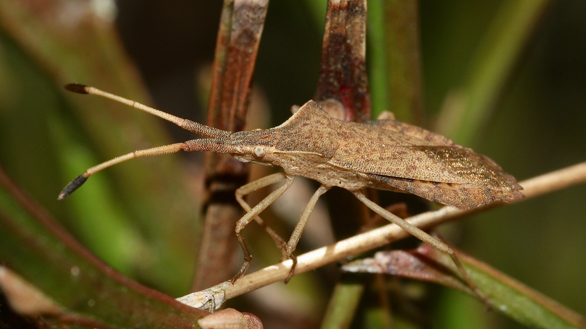 (2) Eine seltsame Gestalt - die Rhombenwanze ( Syromastus rhombeus)