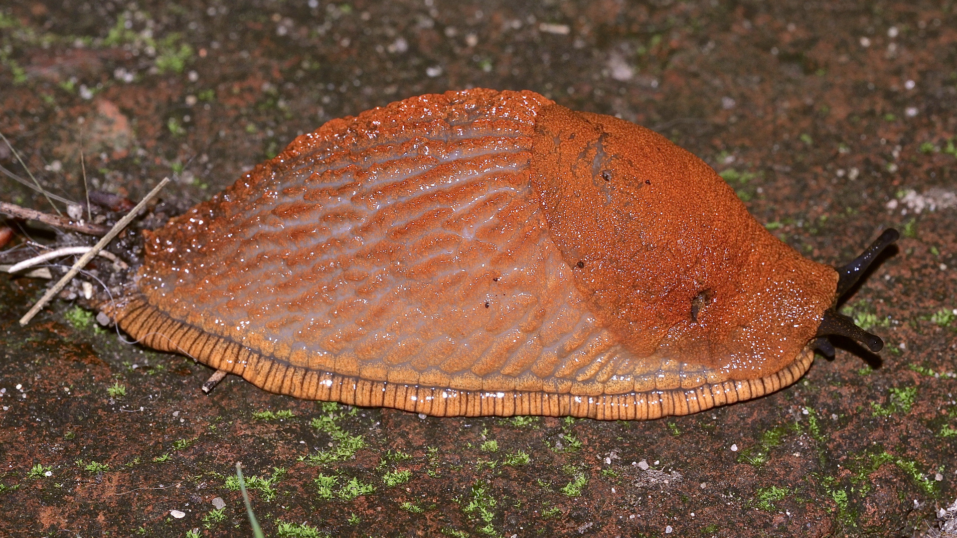 (2) Eine WEGSCHNECKE (Arion sp.)