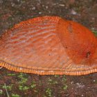 (2) Eine WEGSCHNECKE (Arion sp.)