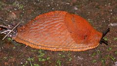 (2) Eine WEGSCHNECKE (Arion sp.)