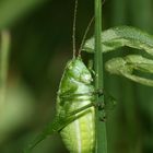 (2) Eine weibliche Nymphe der Laubholz-Säbelschrecke (Barbitistes serricauda), ...